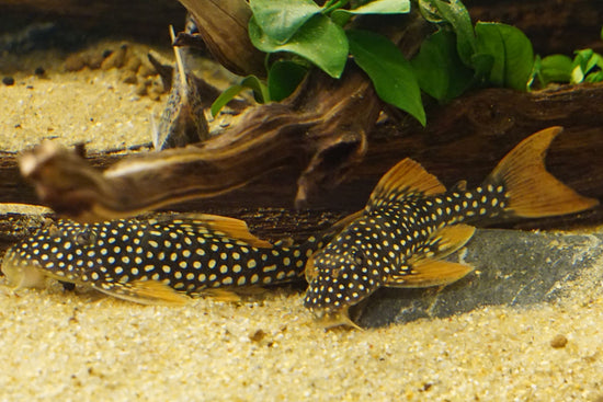 La Paz Aquatics