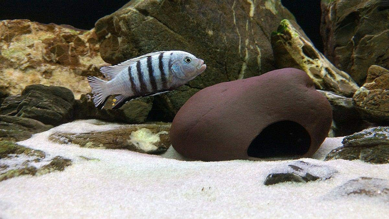 Cichlid Stone - Original S