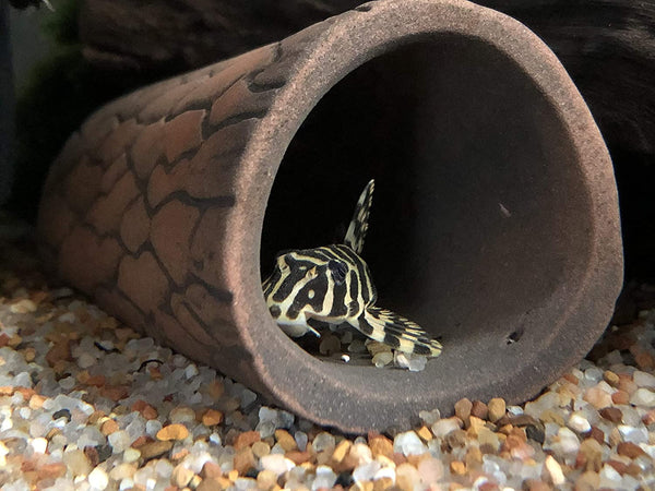 Pleco Cave - Original S